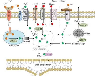 Emerging field: O-GlcNAcylation in ferroptosis